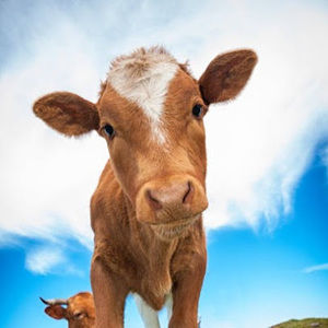 Meet your Posher, Alison